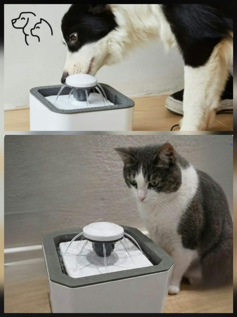 PRA PRESENTEAR SEU GATO